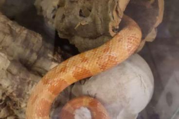 Schlangen kaufen und verkaufen Foto: Kornnatter inkl Terrarium zu verkaufen in Liebevolle Hände !