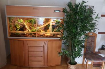 Terrarien kaufen und verkaufen Foto: Terrarium L 152 x H 89 x T 80