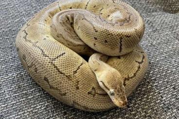 Königspythons kaufen und verkaufen Foto: 2 Königspythons inkl. Terrarien u. Zubehör abzugeben Königspythons kaufen und verkaufen Foto: 2 Königspythons inkl. Terrarien u. Zubehör abzugeben