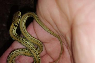 Colubrids kaufen und verkaufen Photo: Mex. Strumpfbandnatter  Thamnophis eques eques ENZ 2022 + DNZ 1,0 2008