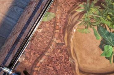 Snakes kaufen und verkaufen Photo: Gegen Schutzgebühr abzugeben