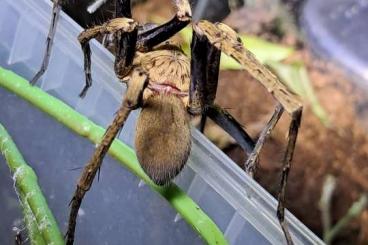 Spinnen und Skorpione kaufen und verkaufen Foto: Spiders and true spiders for Weinstadt 