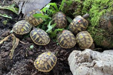 Landschildkröten kaufen und verkaufen Foto: Griechische Landschildkröten NZ2021