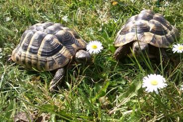 Landschildkröten kaufen und verkaufen Foto: THB Männchen in Freilandhaltung abzugeben 