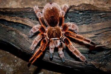 Vogelspinnen kaufen und verkaufen Foto: Looking for Grammastola Rosea Male