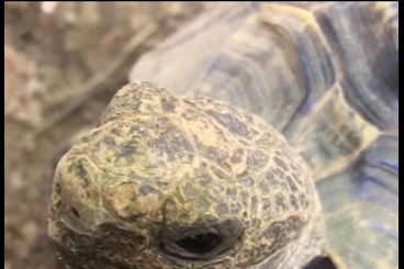 Landschildkröten kaufen und verkaufen Foto: GRIECHISCHE LANDSCHILDKRÖTE