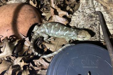 Skinks kaufen und verkaufen Photo: Corucia zebrata monkey tailed skink 2025 Skinks kaufen und verkaufen Photo: Corucia zebrata monkey tailed skink 2025