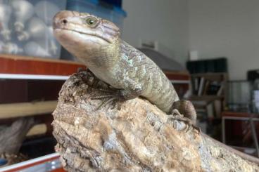 Skinke kaufen und verkaufen Foto: Corucia zebrata Monkey tailed skink cb 2025 Skinke kaufen und verkaufen Foto: Corucia zebrata Monkey tailed skink cb 2025
