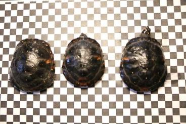 Sumpfschildkröten kaufen und verkaufen Foto: Verkaufe Clemmys guttata Nz 2019