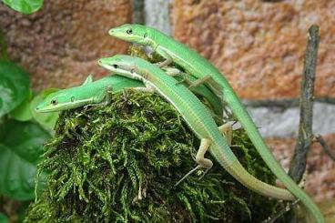 other lizards kaufen und verkaufen Photo: Looking for CB Takydromus Dorsalis or Smaragdinus PAIR!