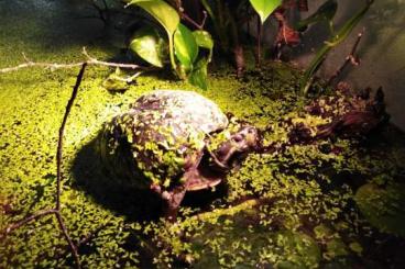 Sumpfschildkröten kaufen und verkaufen Foto: Moschusschildkröte Paludarium