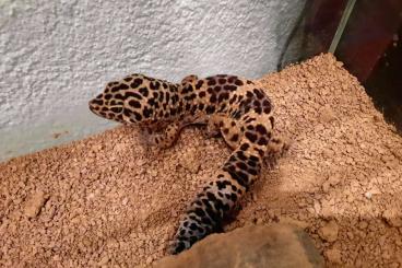 Geckos kaufen und verkaufen Foto: Leopardgecko - ca. 3 Jahre alt