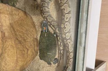 Königspythons kaufen und verkaufen Foto: Königsphyton (Butter) Female 4,5 Jahre jung