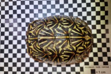 Schildkröten  kaufen und verkaufen Foto: Terrapene carolina bauri CB'18