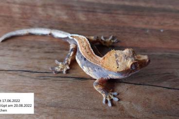 Geckos kaufen und verkaufen Photo: Verkaufe Kronengeckos NZ 2022