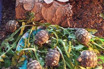 Landschildkröten kaufen und verkaufen Foto: Maurische Landschildkröten NZ 2022