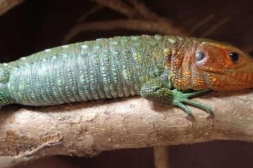 Lizards kaufen und verkaufen Photo: Fiji Iguanas & Caiman lizard 