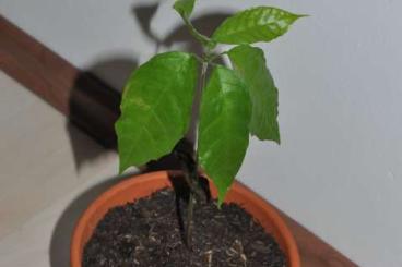 Other kaufen und verkaufen Photo: Kakao Pflanzen, cacao plants, Kakaobaum, Theobroma cacao, cacao tree