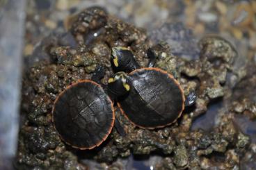 Sumpfschildkröten kaufen und verkaufen Foto: Rotbauch-Spitzkopf-Schildkröten, Emydura subglobosa