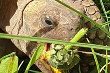 Schildkröten  kaufen und verkaufen Foto: Suche weibliche Testudo horsfieldii 