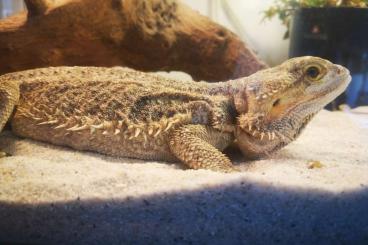 Bearded dragons kaufen und verkaufen Photo: Bartagamenseniorin abzugeben