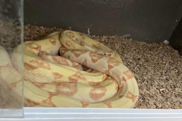 Boas kaufen und verkaufen Foto: Boa constrictor sunglow Sharp 1.1