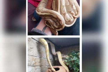 Ball Pythons kaufen und verkaufen Photo: Königspythons  Banana und Butter 