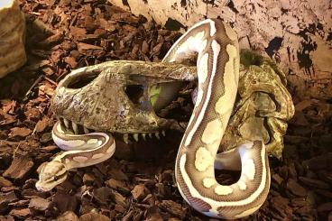 Königspythons kaufen und verkaufen Foto: Königspython Pastel & Königspython Pastel Lesser