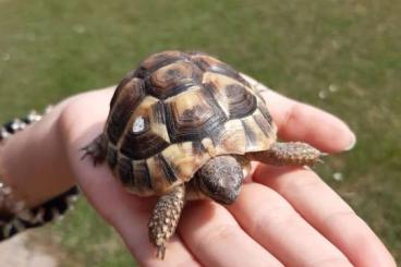 Tortoises kaufen und verkaufen Photo: griechische Landschildkröten 