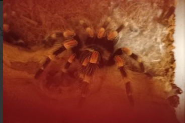 Spinnen und Skorpione kaufen und verkaufen Foto: Mexican redknee male for sale