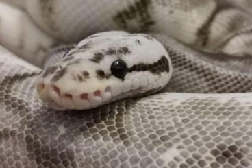 Ball Pythons kaufen und verkaufen Photo: 0.1 Yellow Widow von 2019