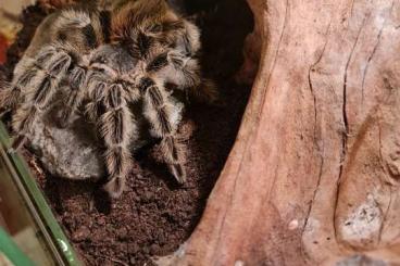 Spiders and Scorpions kaufen und verkaufen Photo: Zum Verkauf Lasiodora klugi 0.1