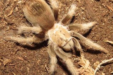 Vogelspinnen kaufen und verkaufen Foto: Suche Aphonopelma chalcodes!