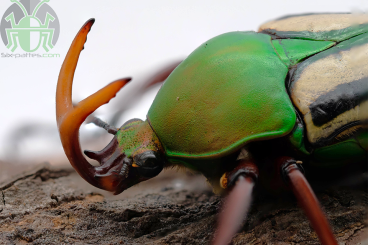 Insekten kaufen und verkaufen Foto: Flowerbeetles and others 