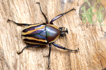 Insects kaufen und verkaufen Photo: Flowerbeetles and others 