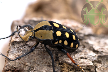 Insects kaufen und verkaufen Photo: Flowerbeetles and others 