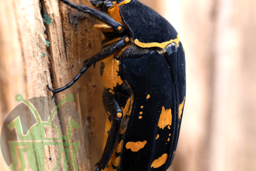 Insects kaufen und verkaufen Photo: Flowerbeetles and others 