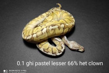Schlangen kaufen und verkaufen Foto: Surplus Python Regius & Cornattern