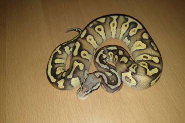 Königspythons kaufen und verkaufen Foto: Königspython 1.0 Phantom Pastel Vanilla het Clown cb 2021