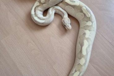 Ball Pythons kaufen und verkaufen Photo: 1.0 Enchi Lesser Fire dnz 2015