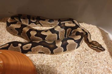 Ball Pythons kaufen und verkaufen Photo: 1.0 Vanilla gc 100% het Clown nz 2018