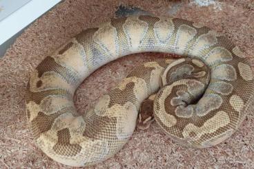 Ball Pythons kaufen und verkaufen Photo: 0.1 Enchi Lesser DNZ 2015