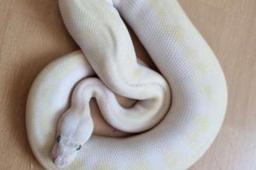 Ball Pythons kaufen und verkaufen Photo: 2.1 purple passion Pastel fire Clown nz 2021