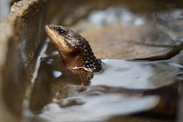 Skinks kaufen und verkaufen Photo: Sulawesi-Wasserskinke 1.1