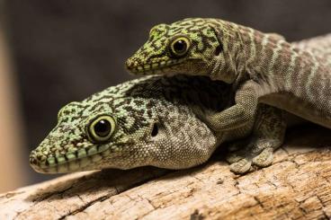 Geckos kaufen und verkaufen Photo: Phelsuma standingi abzugeben!