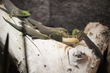 Geckos kaufen und verkaufen Foto: Verkauf Adulte Phelsuma standingi