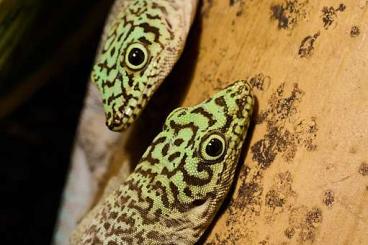 Geckos kaufen und verkaufen Photo: Phelsuma standingi Jungtiere sowie Zuchtpaar abzugeben