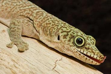 Geckos kaufen und verkaufen Foto: Gebe ab Phelsuma standingi