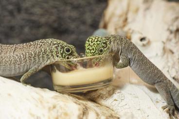 Geckos kaufen und verkaufen Foto: Gebe ab 4,0 Phelsuma standingi