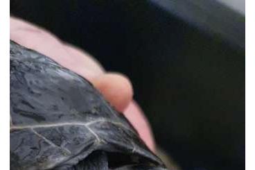 Schildkröten  kaufen und verkaufen Foto: Podocnemis Unifilis / Terekay Schienenschildkröten 